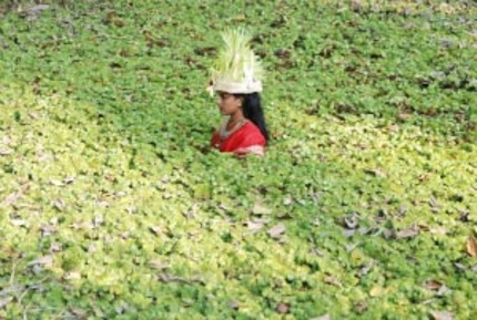 SAIFF 2010: THE IMAGE THREADS (CHITRA SUTRAM) Review: